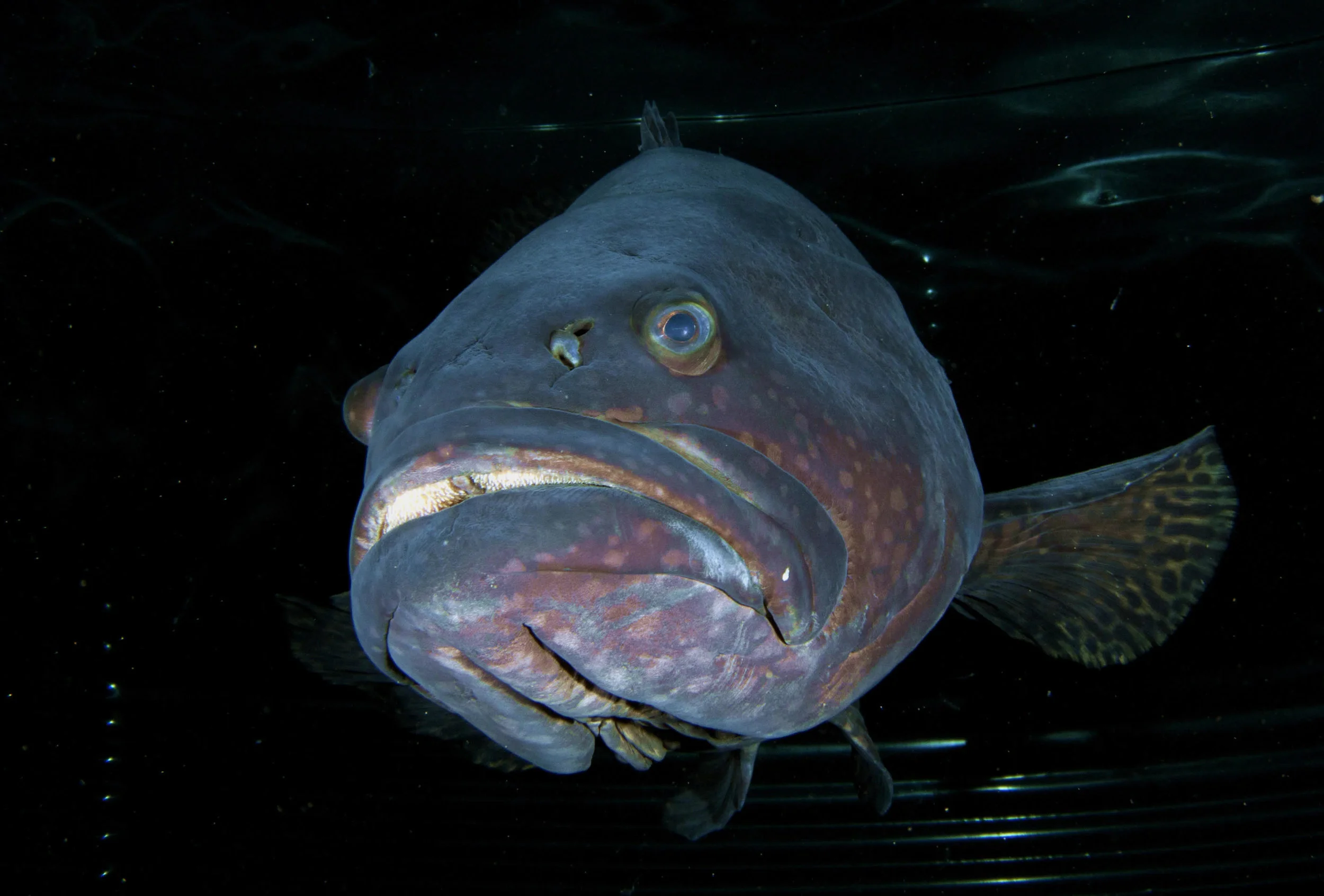 Giant Pacific Grouper at our research facility in Kona, Hawaii. Photo Jeff Milisen
