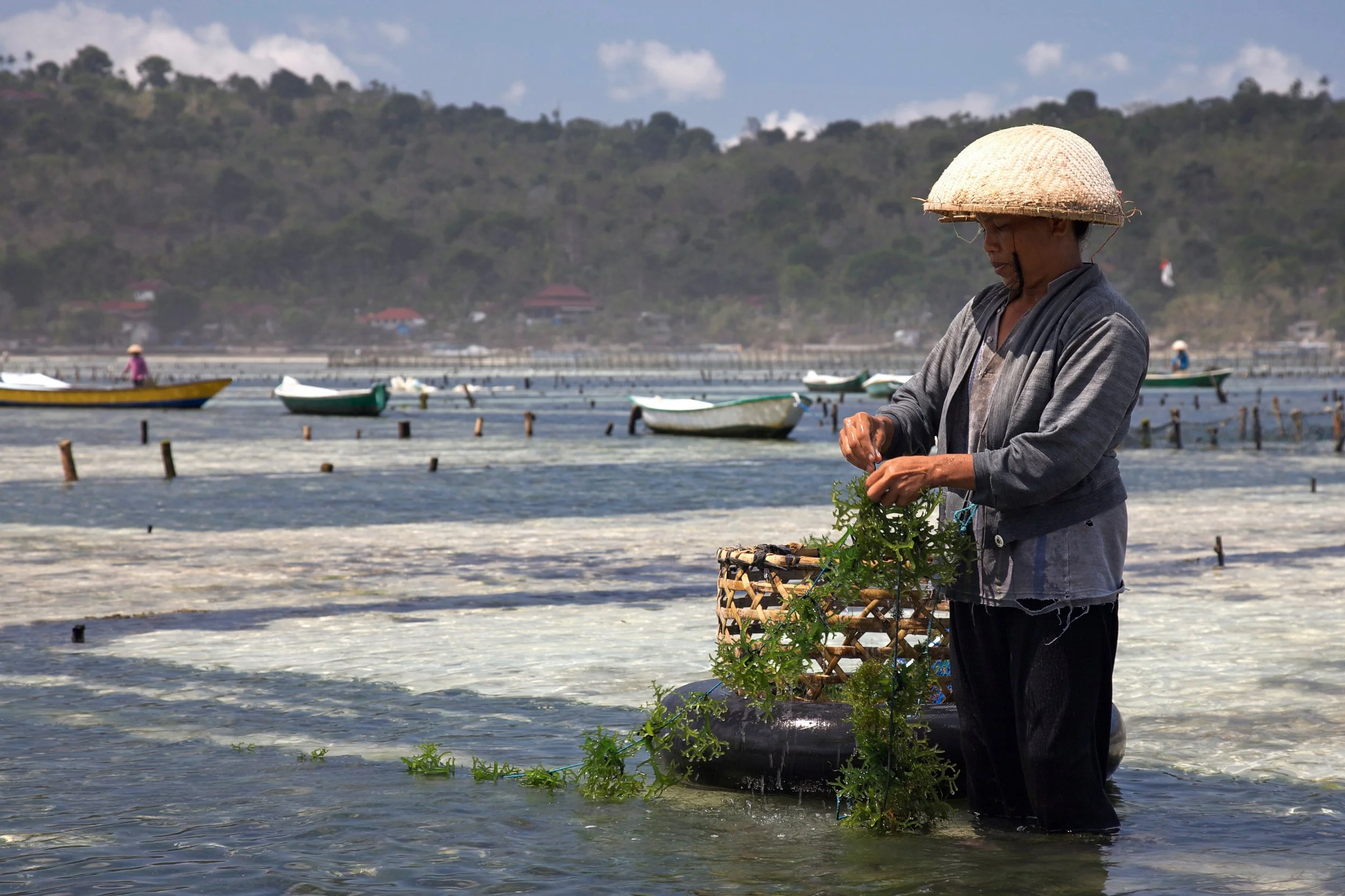 Seaweed farming at Nusa Lembongan, Bali. © Jean-Marie Hullot