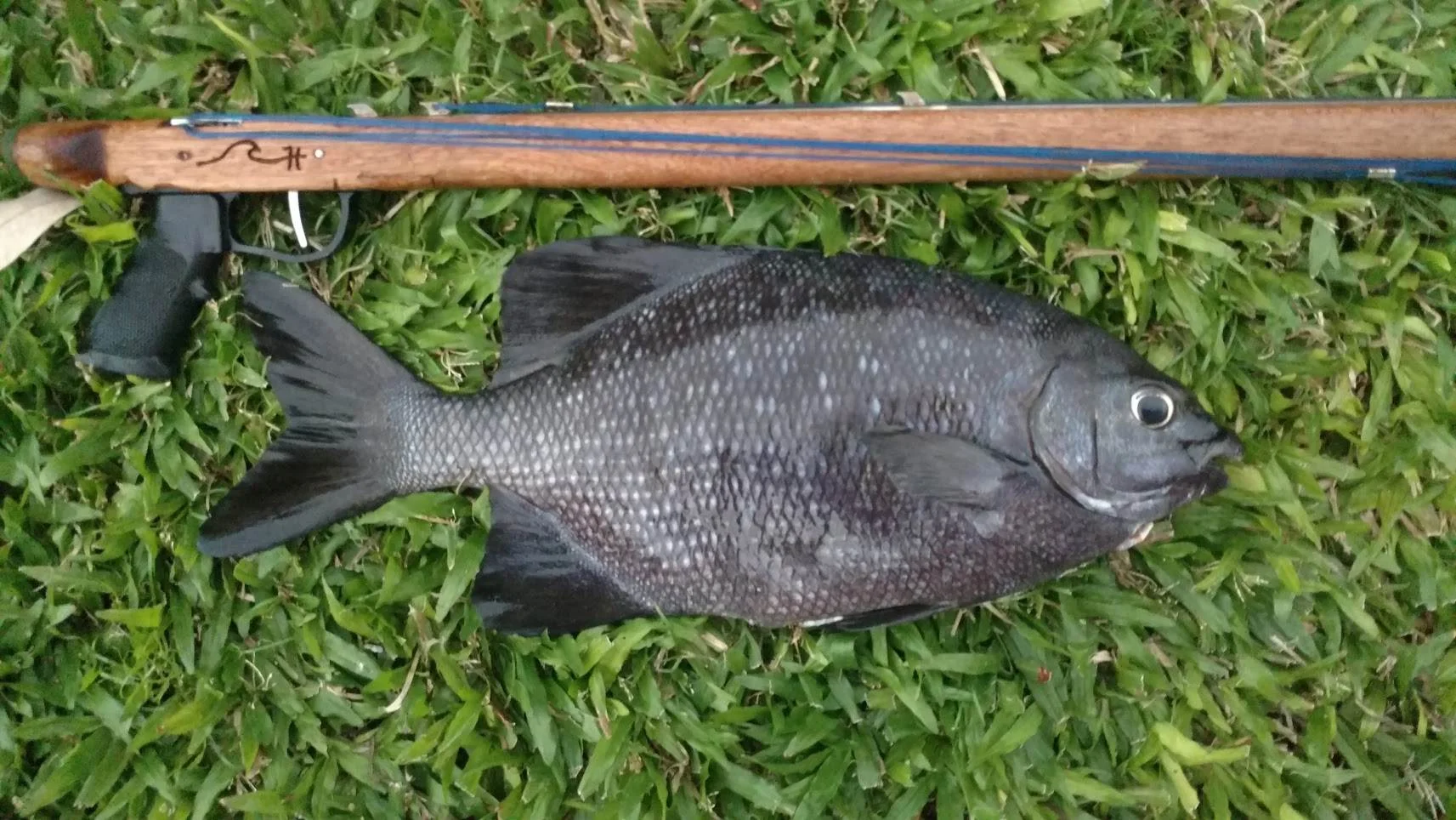 Kyphosid from local Kona waters; a commonly fished for species, popular as poke. He ded.