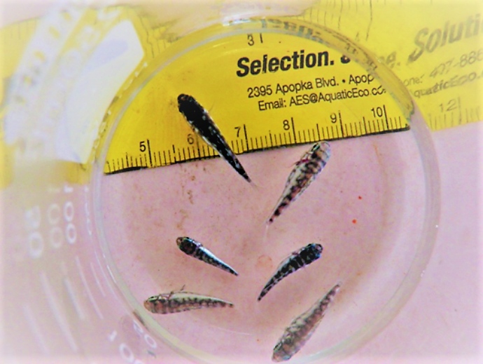 26 day-old Kyphosus vaigiensis learning their numbers.