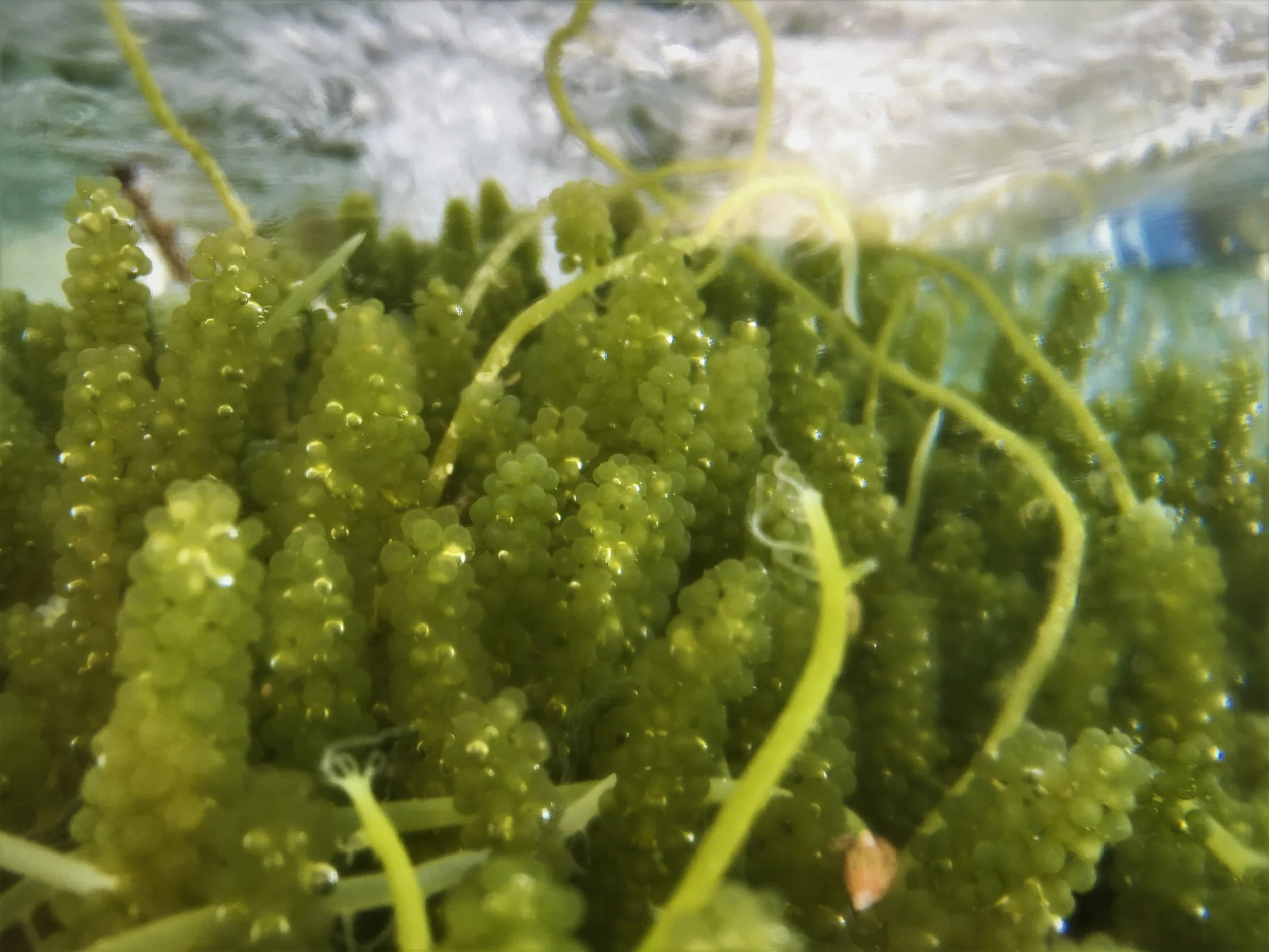 A ‘vineyard’ of Caulerpa lentillifera.