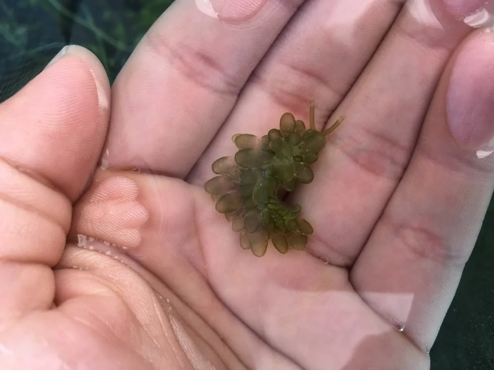 Our Sacroproteus friend out of camouflage looks more like a pokemon.