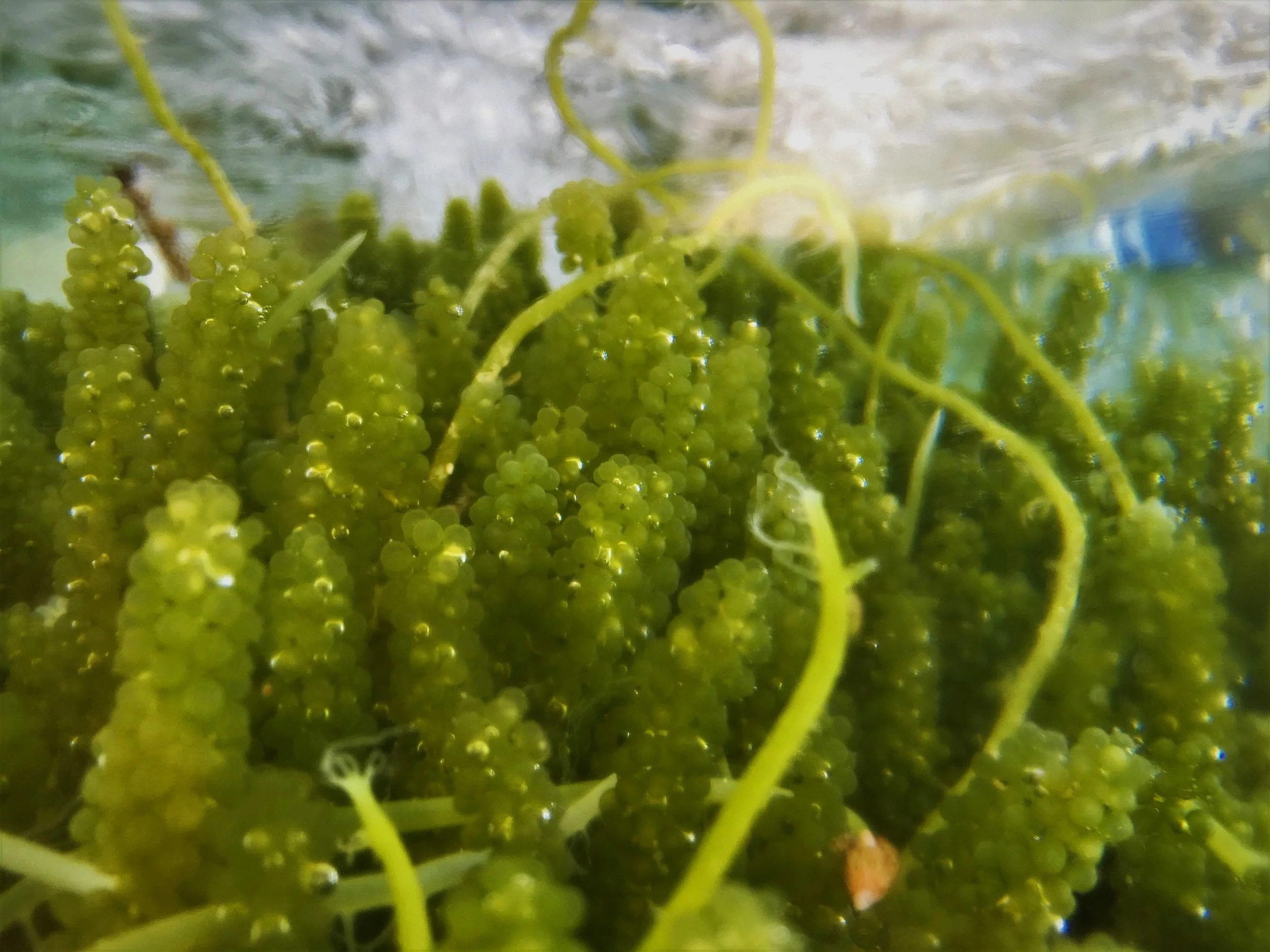 Our Products — Ocean Era