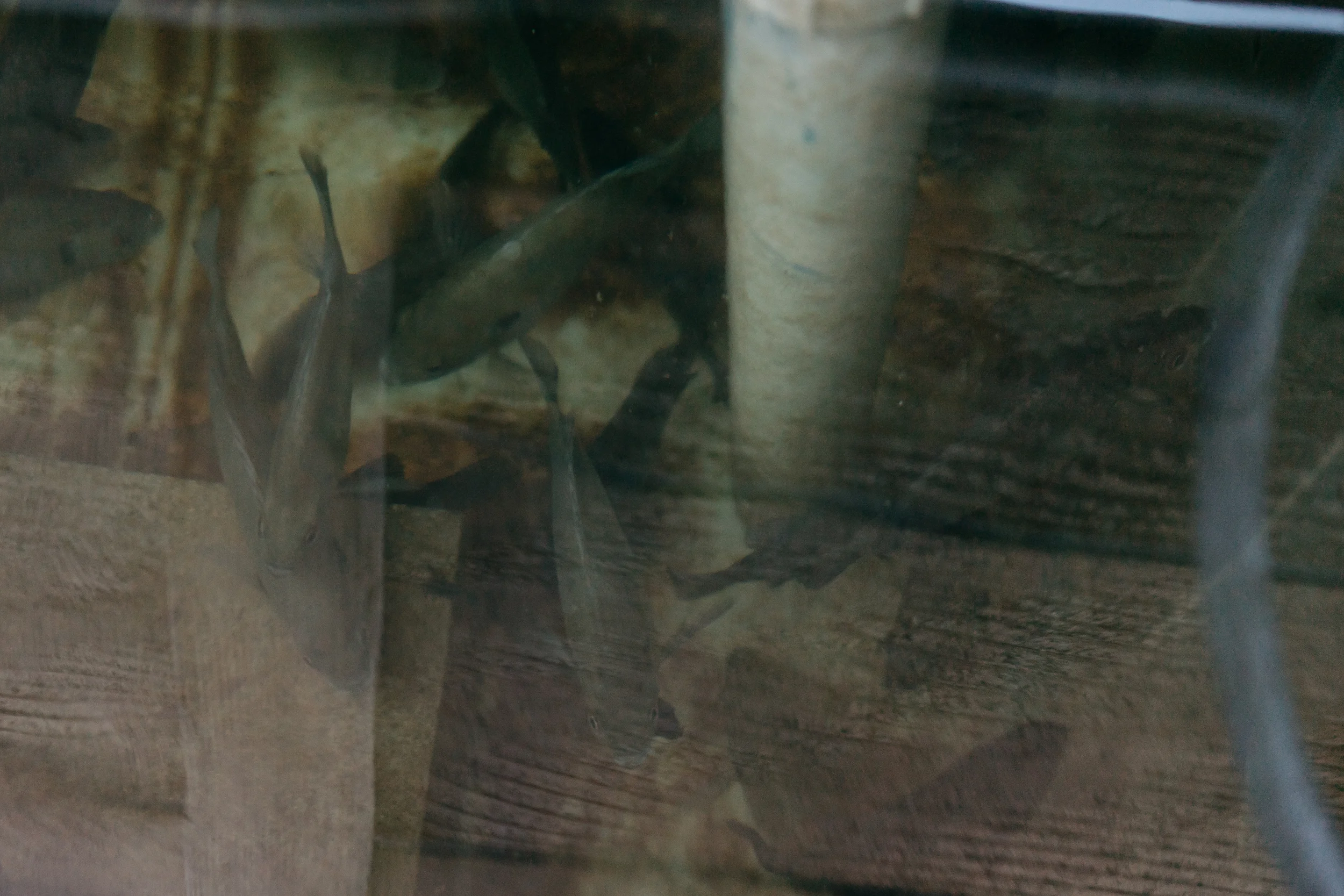 fish from the local pond on the farm to help with the aquaponics system used to grow vegetables