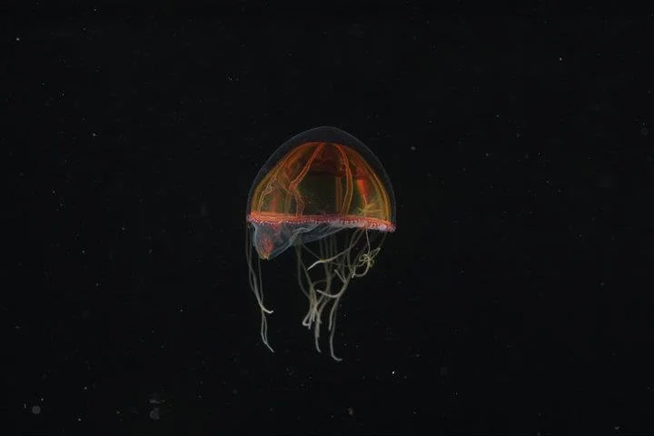 MARINE BIOLOGY & OCEAN SCI | 00064