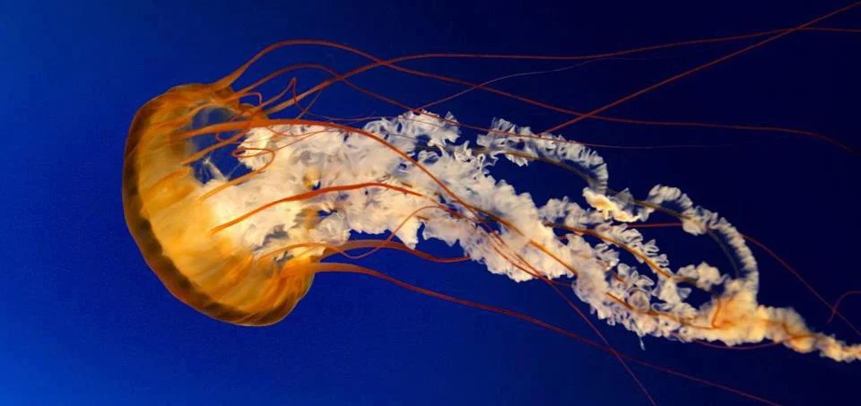 MARINE BIOLOGY & OCEAN SCI | 00115