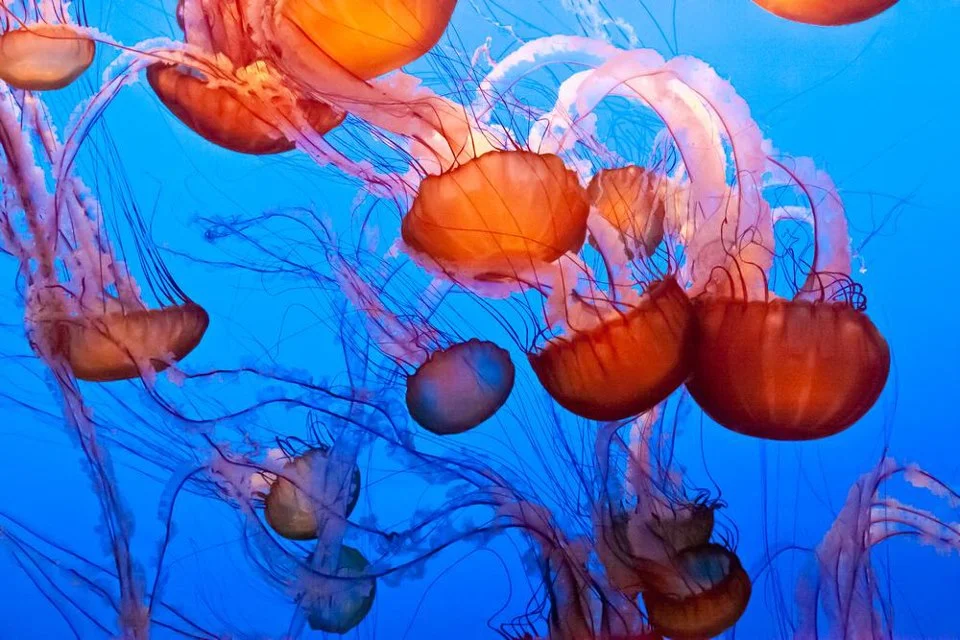 MARINE BIOLOGY & OCEAN SCI | 00143