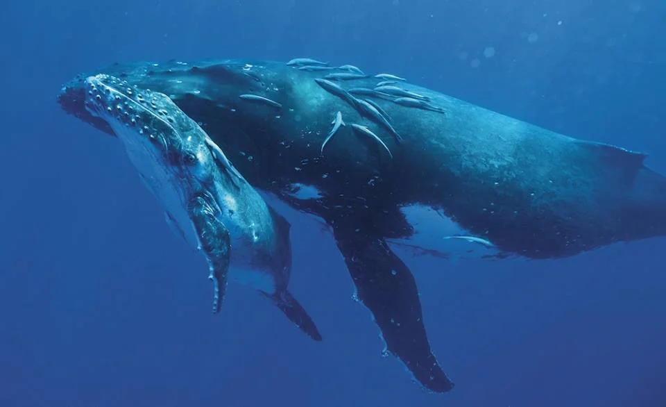 MARINE BIOLOGY & OCEAN SCI | 00172