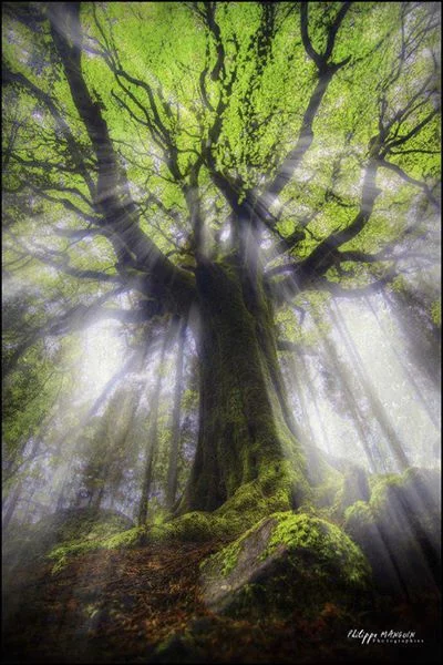 PSSV 211 | OM! TREE FLOWER MOUNTAIN