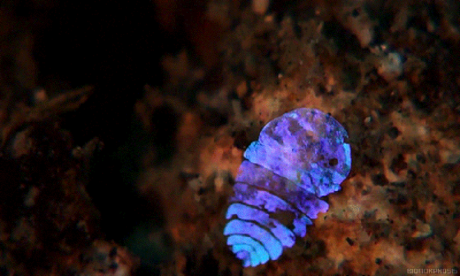 MBIO_00273.gif