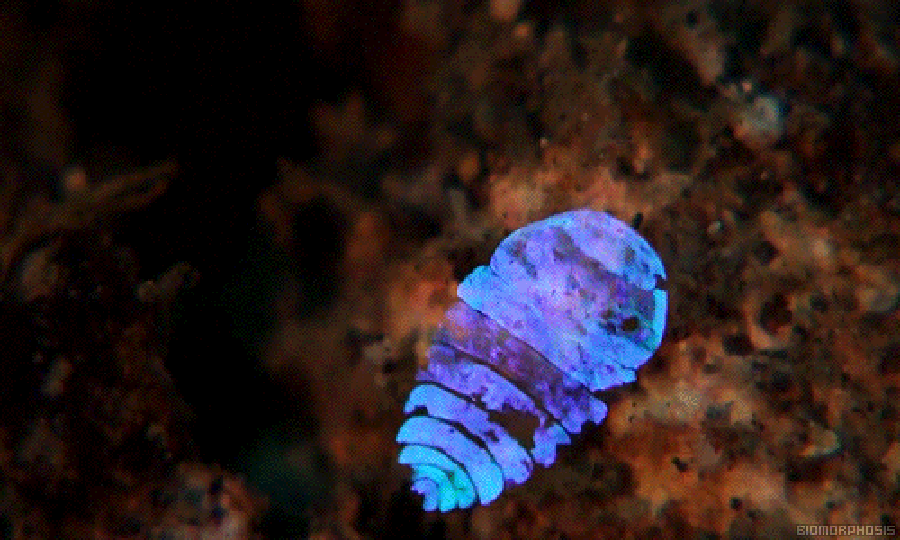 MBIO_00273B.gif