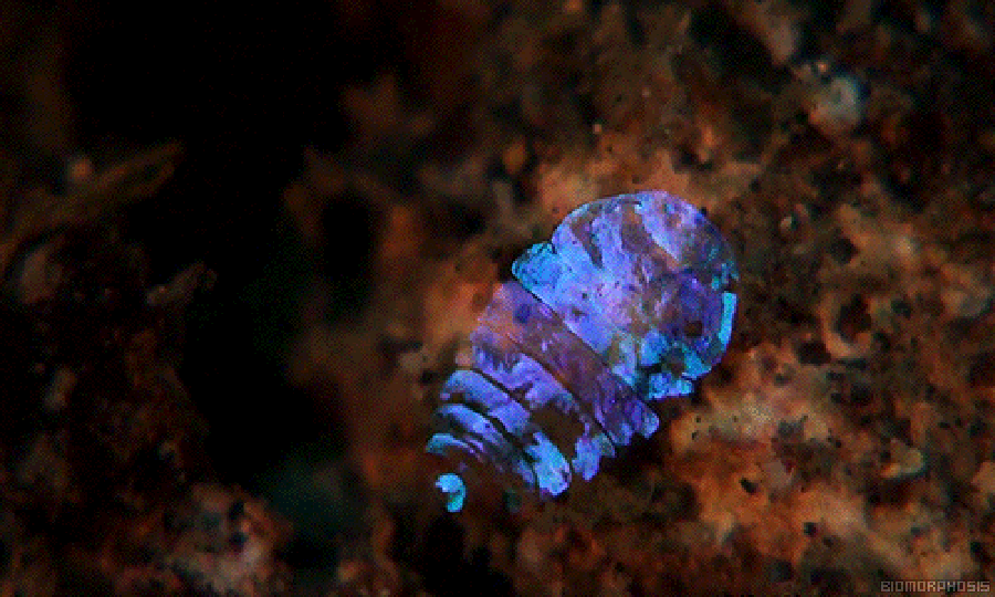MBIO_00273E.gif