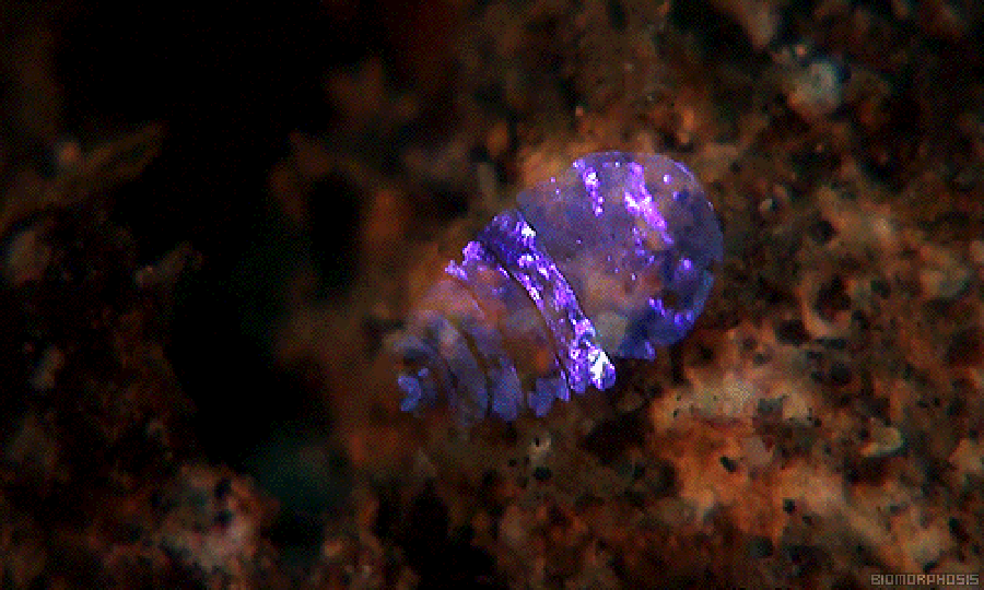 MBIO_00273G.gif