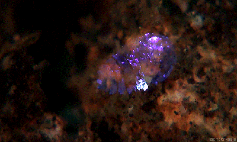 MBIO_00273I.gif