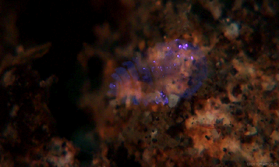 MBIO_00273J.gif