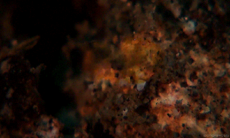 MBIO_00273K.gif