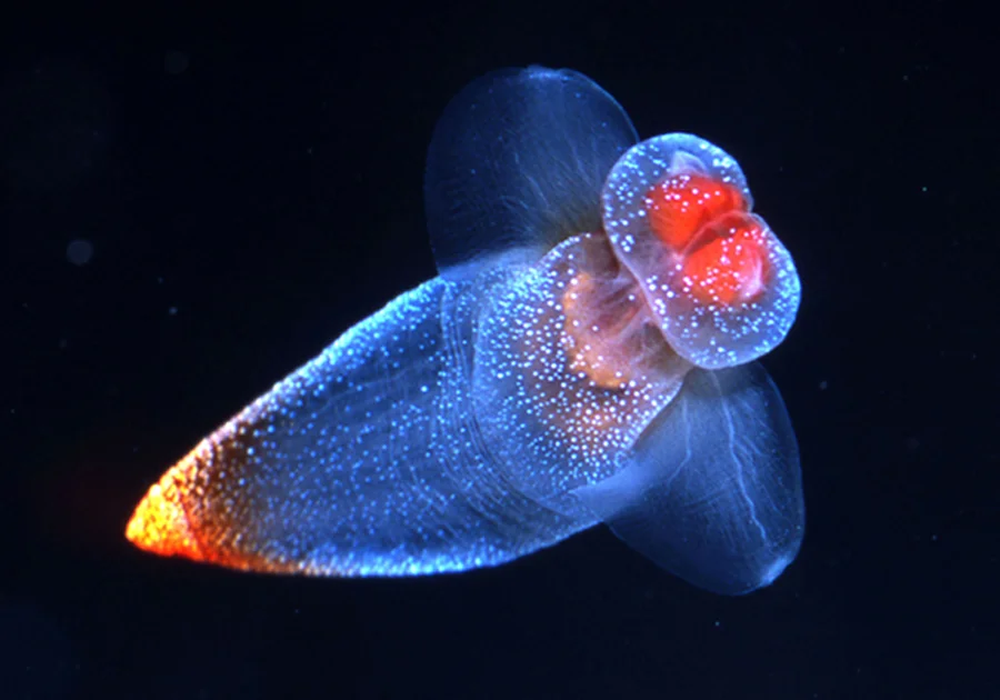 MARINE BIOLOGY & OCEAN SCI | 00279