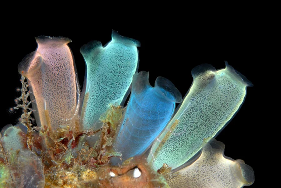 MARINE BIOLOGY & OCEAN SCI | 00281