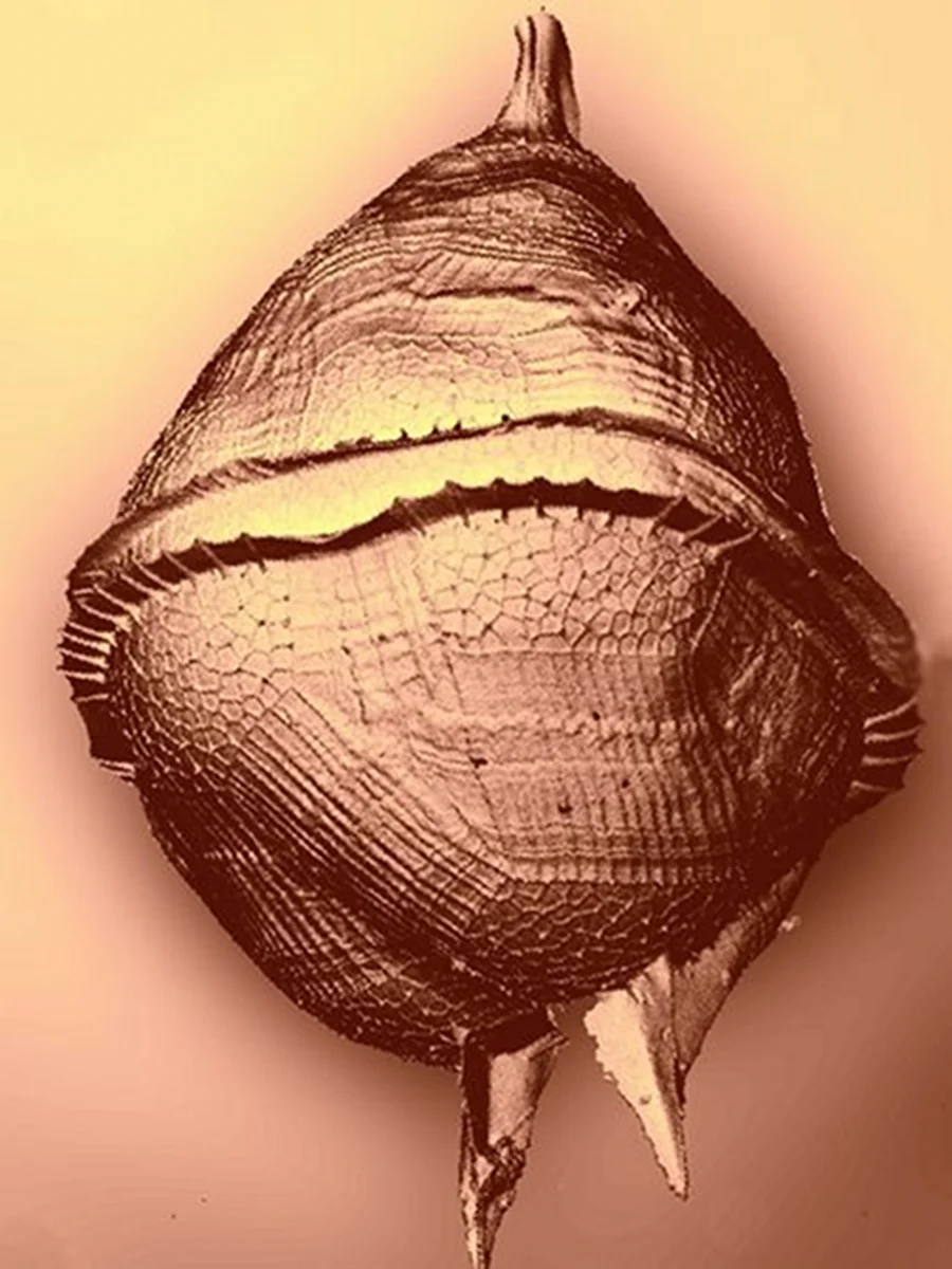 MARINE BIOLOGY & OCEAN SCI | 00282