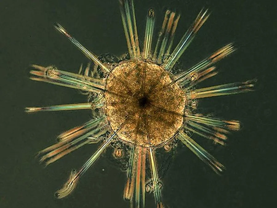 MARINE BIOLOGY & OCEAN SCI | 00284