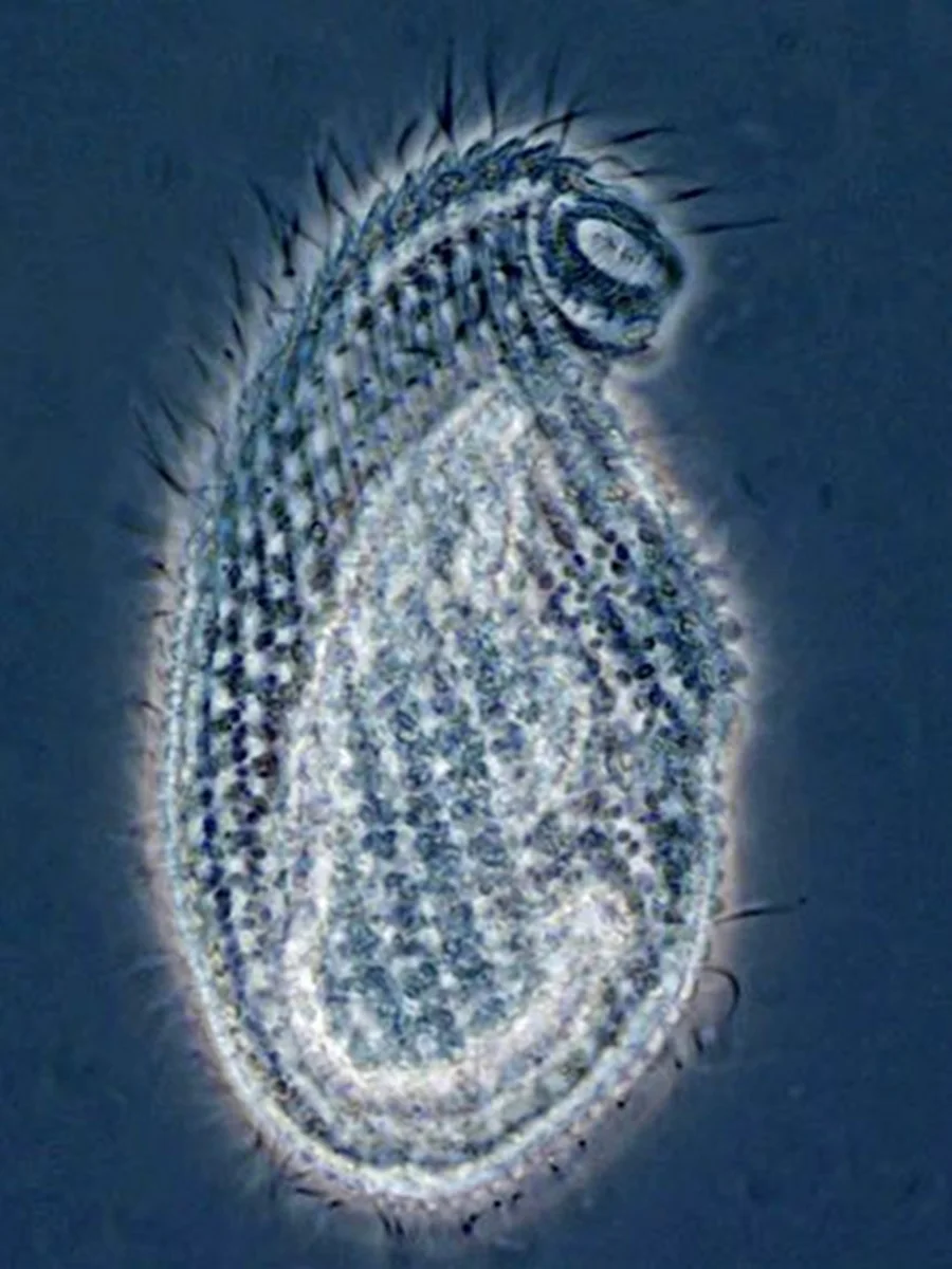 MARINE BIOLOGY & OCEAN SCI | 00285