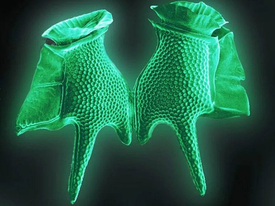 MARINE BIOLOGY & OCEAN SCI | 00286