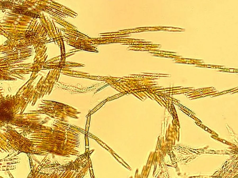 MARINE BIOLOGY & OCEAN SCI | 00288