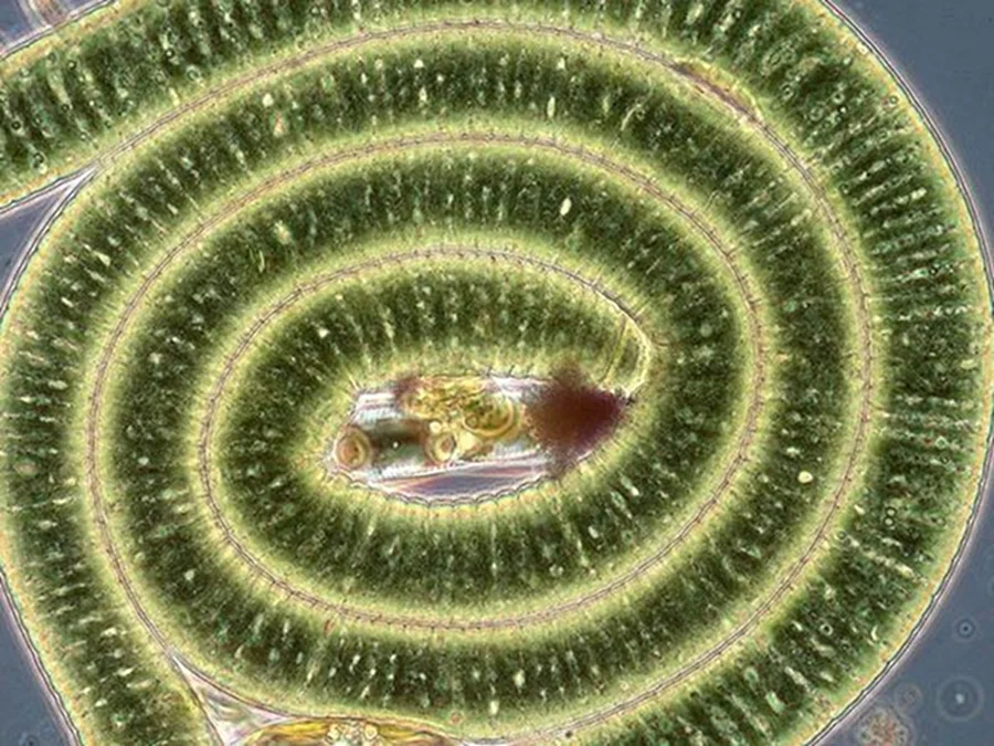 MARINE BIOLOGY & OCEAN SCI | 00291