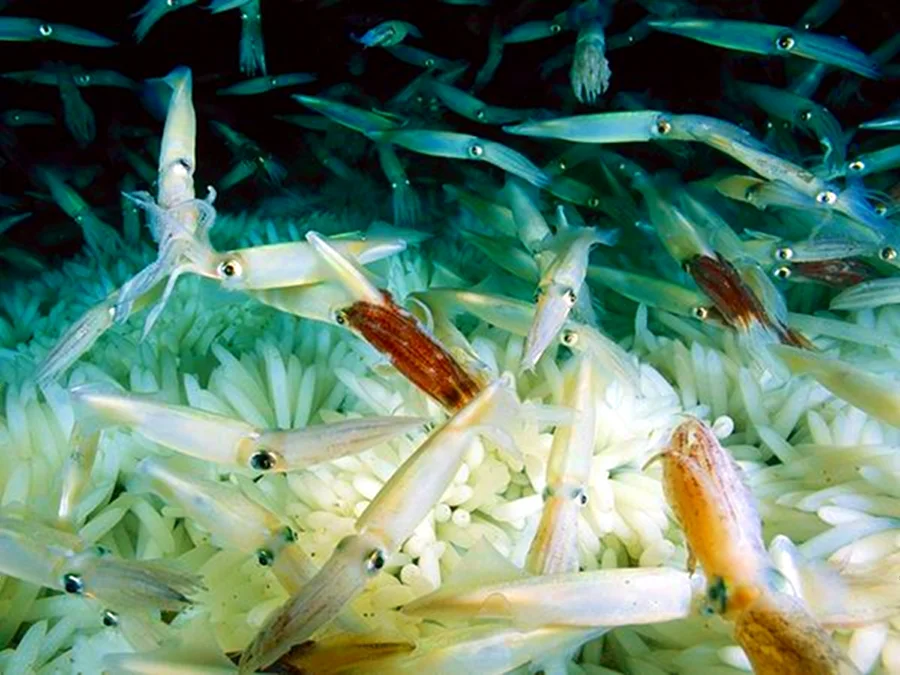 MARINE BIOLOGY & OCEAN SCI | 00292