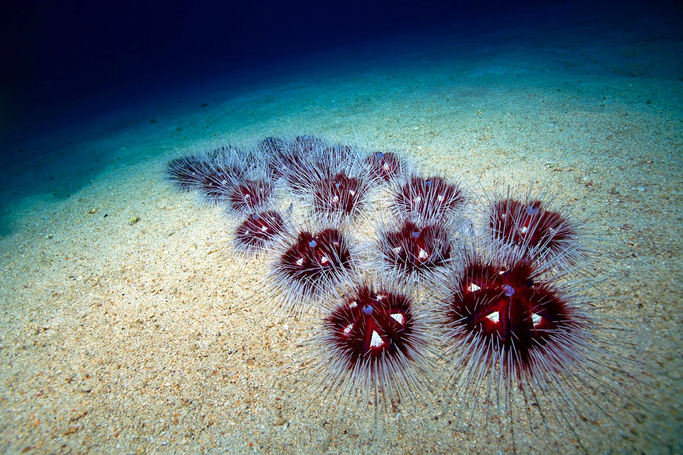 MARINE BIOLOGY & OCEAN SCI | 00293