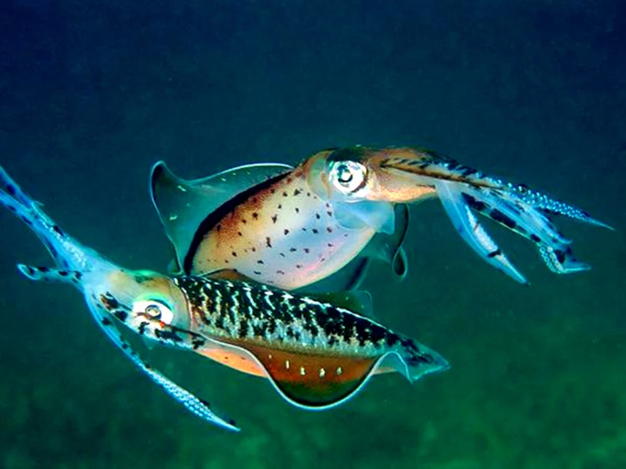 MARINE BIOLOGY & OCEAN SCI | 00296