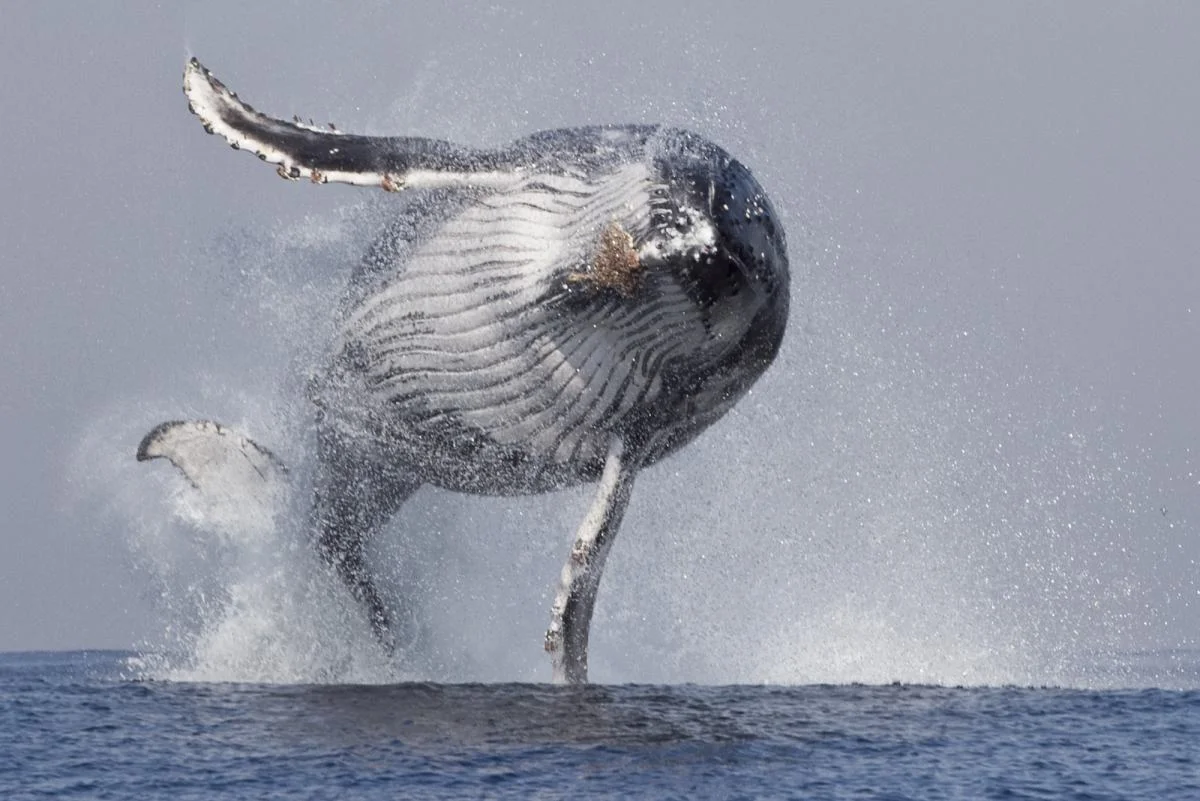 MARINE BIOLOGY & OCEAN SCI | 00298