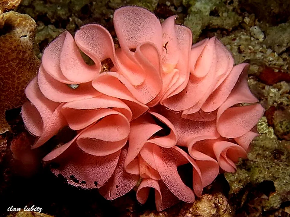 MARINE BIOLOGY & OCEAN SCI | 00305