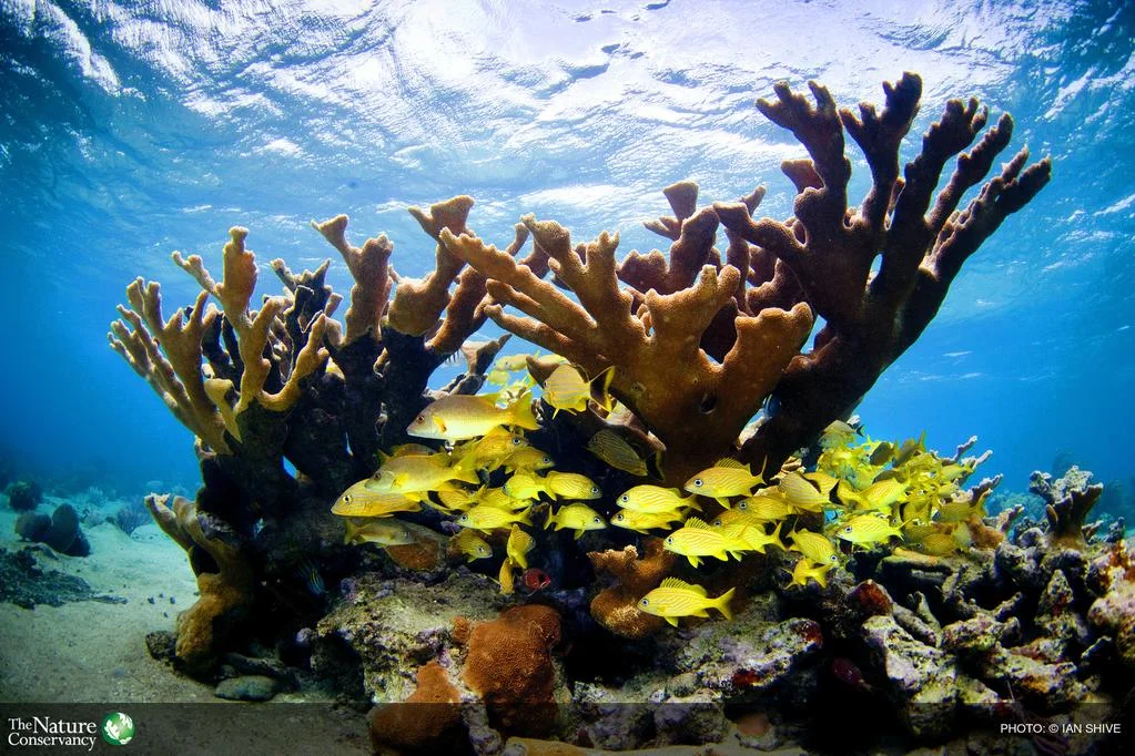 MARINE BIOLOGY & OCEAN SCI | 00311