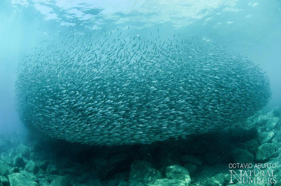 MARINE BIOLOGY & OCEAN SCI | 00312