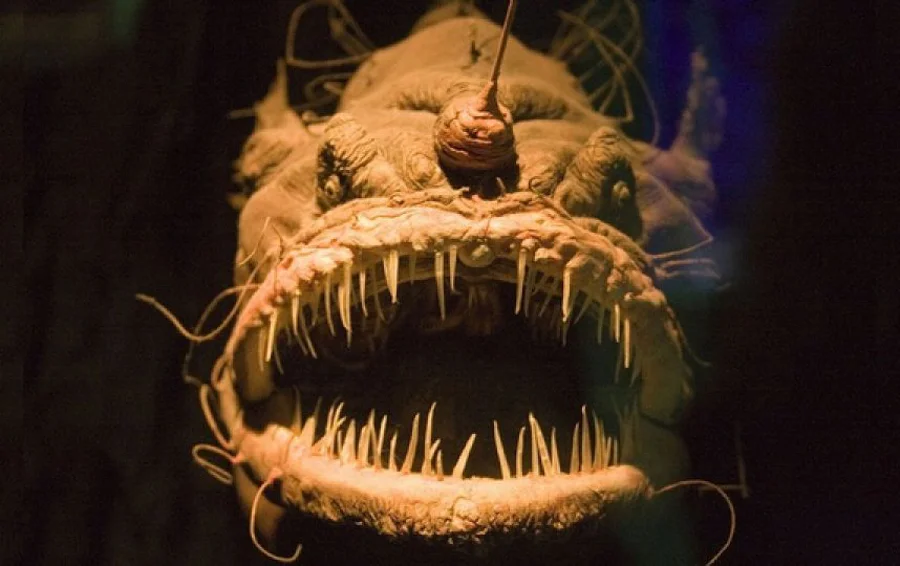 MARINE BIOLOGY & OCEAN SCI | 00317