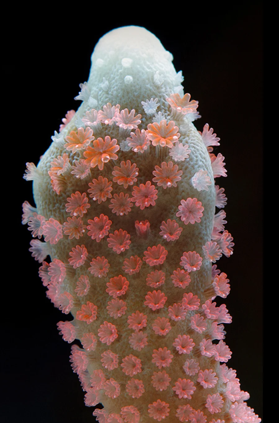 MARINE BIOLOGY & OCEAN SCI | 00320