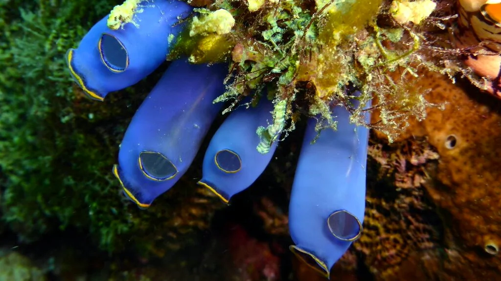 MARINE BIOLOGY & OCEAN SCI | 00322