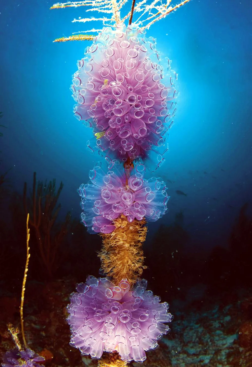 MARINE BIOLOGY & OCEAN SCI | 00323