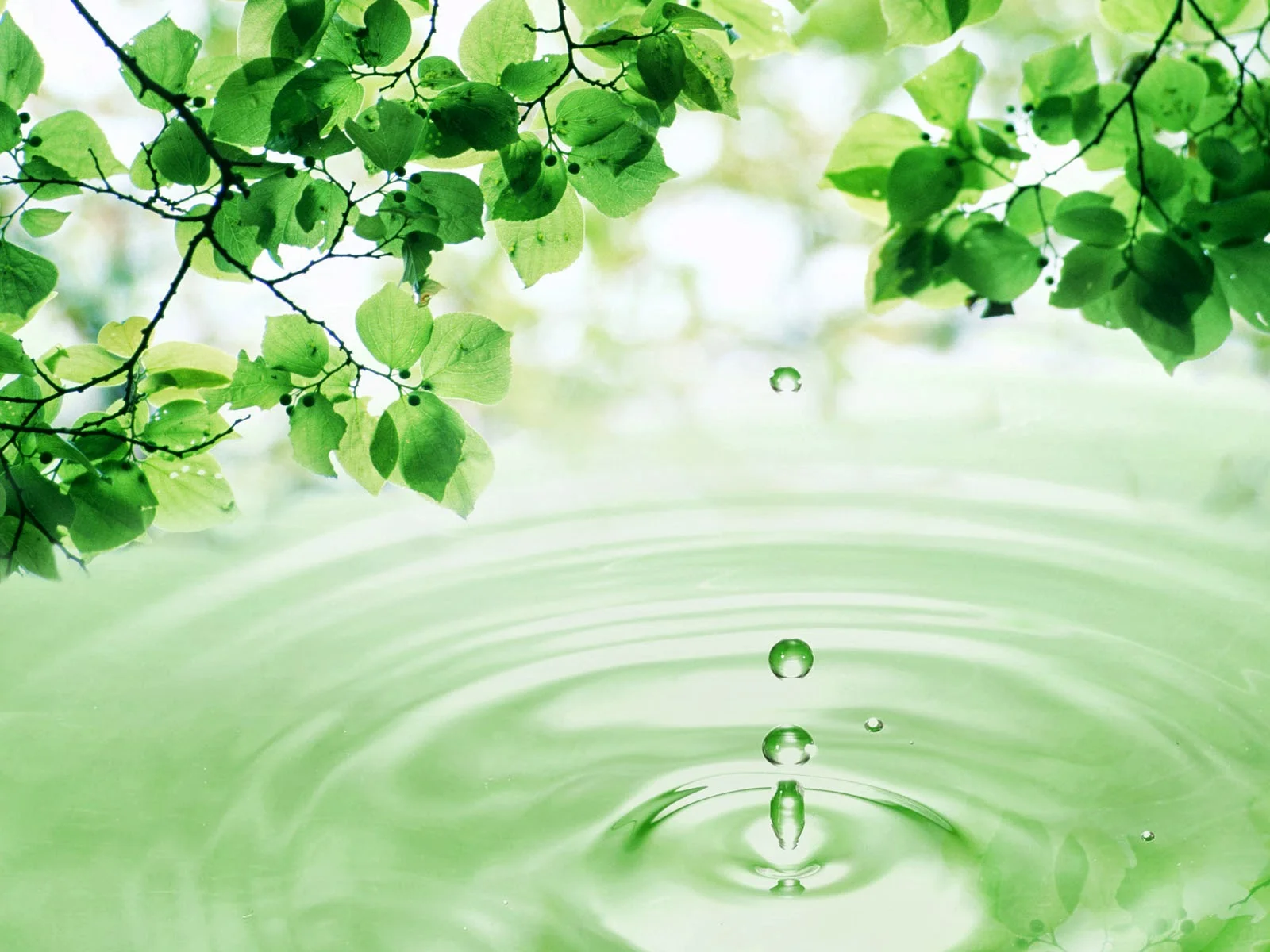 THE SCRIPTURES | SSSV | VOL 03 | SSSV 63