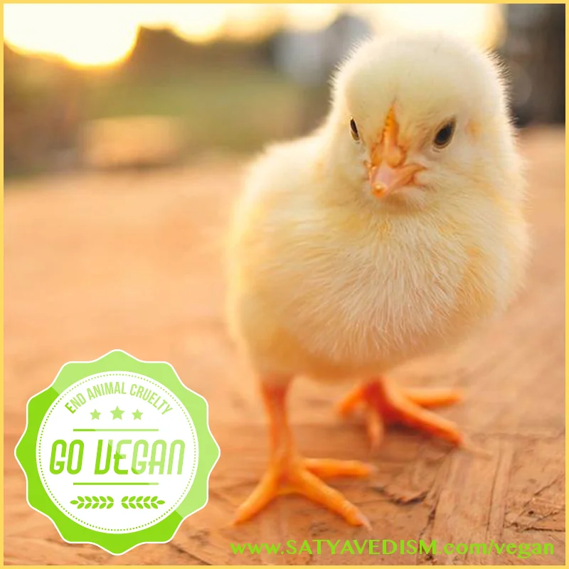 OM! GO VEGAN | VEGAN &amp; VEGETARIAN | 00002