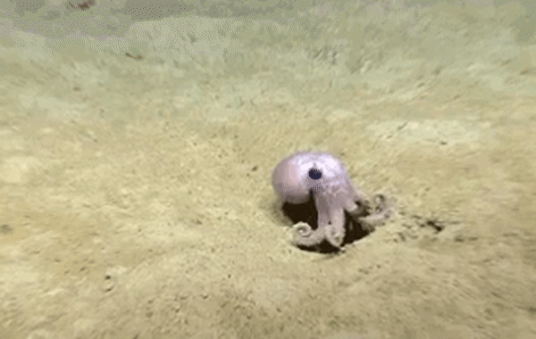 MARINE BIOLOGY & OCEAN SCI | 00324