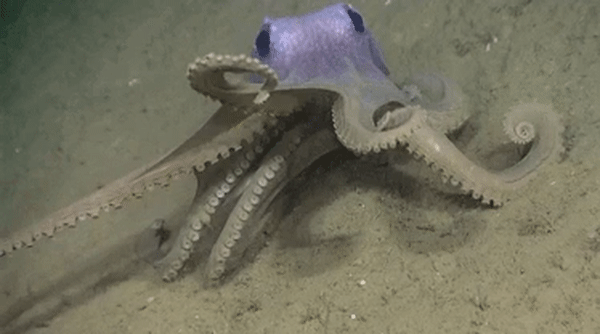 MARINE BIOLOGY & OCEAN SCI | 00325