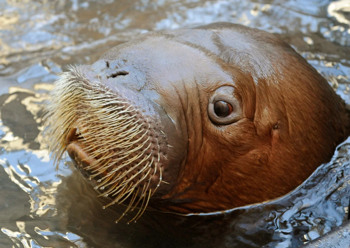 MARINE BIOLOGY & OCEAN SCI | 00341