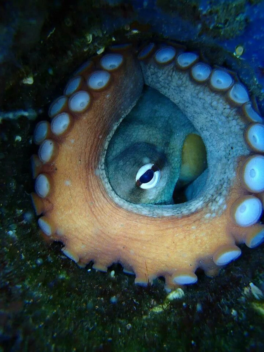 MARINE BIOLOGY & OCEAN SCI | 00364