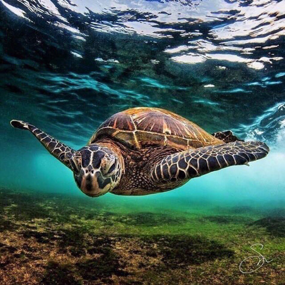 MARINE BIOLOGY & OCEAN SCI | 00365