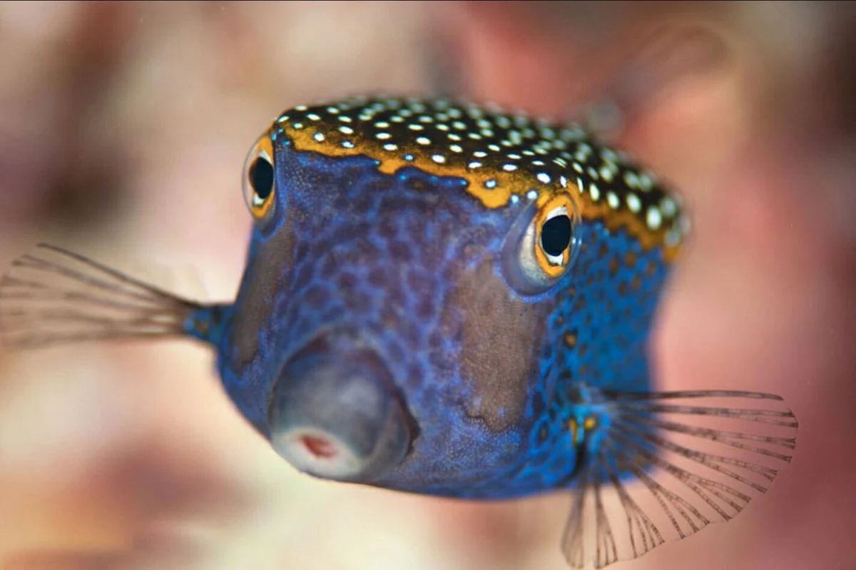 MARINE BIOLOGY & OCEAN SCI | 00368