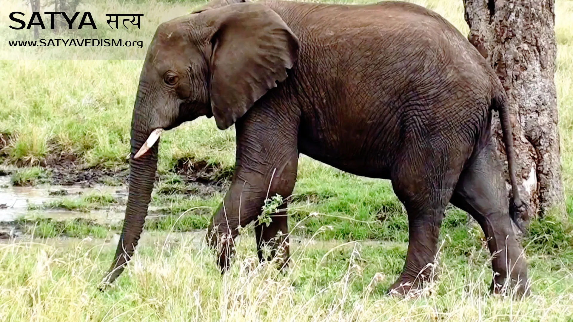LSSV 14 | OM! LOVE | ANIMALS & ENVIRONMENT