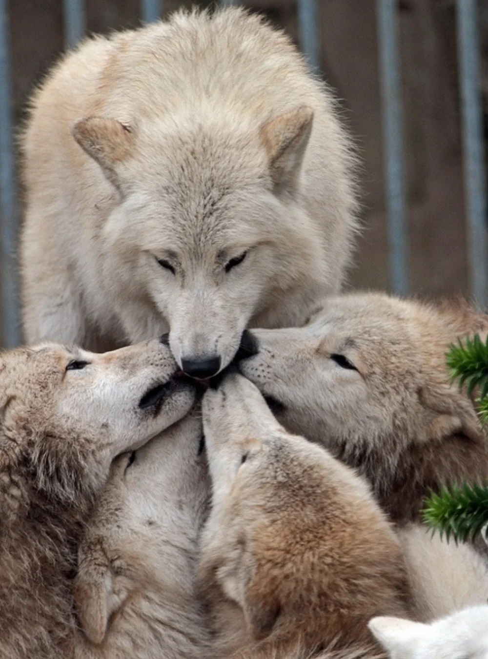 IF ANIMALS COULD SPEAK | RAMANA