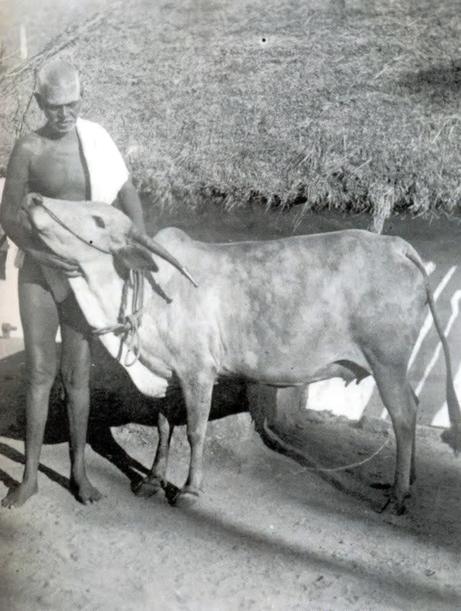 ANIMALS AT RAMANA ASHRAMA | RAMANA
